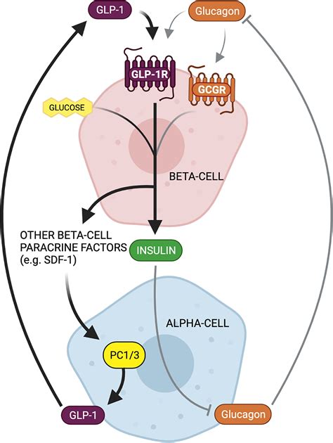 Alpha cell regulation of beta cell function .